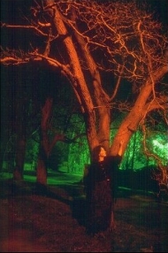 Morwenna poses as a tree